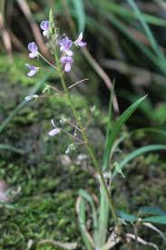 Image result for Grona adscendens