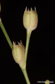 Image result for Kohautia caespitosa