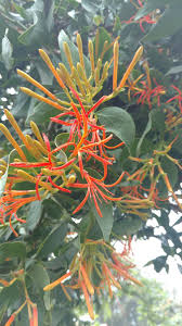 Image result for Agelanthus natalitius