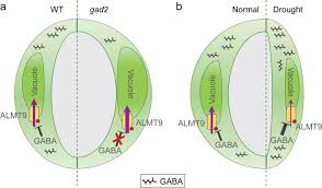 The job it has is to open and close the somata pores to control oxidation (respiration), water loss due to evaporation, and co2 absorption during photosynthesis because the leftover co2 from respiration is not quite enough at all. Gaba Signalling Modulates Stomatal Opening To Enhance Plant Water Use Efficiency And Drought Resilience Nature Communications