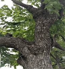 Image result for Pterocarpus