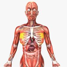 Female Anatomy Pics Female Anatomy Pics 3d Model Human Female Anatomy Cgtrader Human Anatomy Female Human Anatomy Female Anatomy