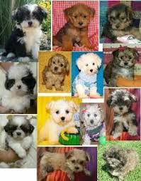 Browse search results for maltipoo chihuahua puppies pets and animals for sale in virginia beach, va. Shiapoo Maltipoo Yorkiepoo Puppies For Sale Va Md Dc Price 300 For Sale In Baltimore Maryland Best Pets Online