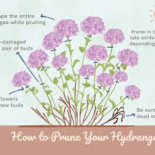 Hydrangea pruning shrubs like hydrangeas flower from mid to late summer on the previous year's growth. How To Prune Different Kinds Of Hydrangeas