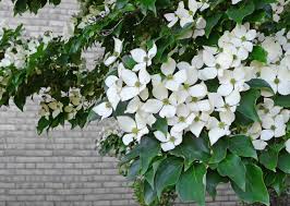 The flowers resemble those of a camellia. 10 Great Trees For Small Yards