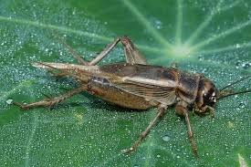 Image result for Erythrocephalum decipiens