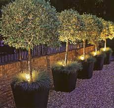 Potted Trees With Uplighting These Are Amazing Garden Lighting Design Backyard Landscaping Outdoor Gardens