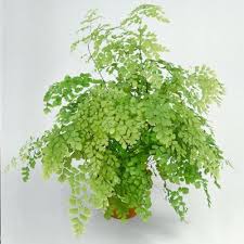 Image result for Pellaea doniana