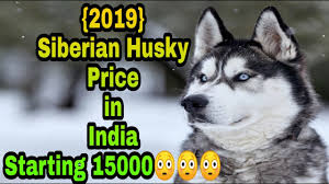 Husky puppies for sale via lancaster puppies. 2019 Siberian Husky Price In India Starting Rs 15000 Youtube