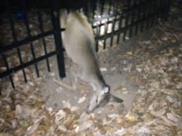 How to keep deer from your garden. Tips To Protect Your Garden From Deer Damage Blake Landscapes