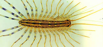 Notice signs of pests, which include all of the following except 6 Reasons You Have Centipedes