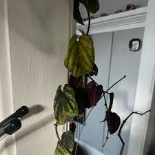 Image result for Cissus cornifolia