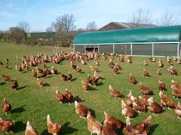 These Are The Hens That Lay For College Farm Eggs Happy Hens Chickens Backyard Chicken Garden Backyard Farmer