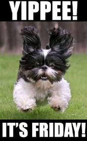 Happy Friday Funny Dog Images Hve a happy friday pictures, photos, and images for facebook, tumblr, pinterest, and twitter.