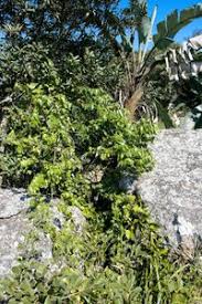 Image result for Keetia gueinzii