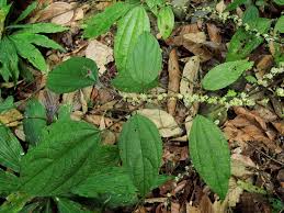 Image result for Boehmeria