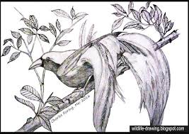 May 13, 2021 · vektor burung cendrawasih hitam pitih : 25 Inspirasi Keren Sketsa Burung Cendrawasih Papua Asiabateav