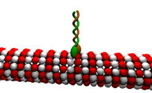 Likewise, mitochondria are centers for. Microtubule Wikipedia