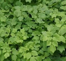 Image result for Blyxa hexandra