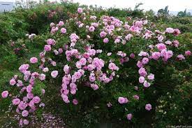John Davis Rose Photo John Davis Rose Photos Rose
