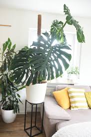 Grosse Monstera Umtopfen So Topfe Ich Mein Fensterblatt Um Monstera Pflanzen Umtopfen Zimmerpflanzen