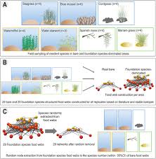 Answer d is a food chain found in marine ecosystems with arrows pointing in the correct direction. Foundation Species Enhance Food Web Complexity Through Non Trophic Facilitation