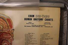 979 x 1500 jpeg 410 кб.anatomy (greek anatomē, 'dissection') is the branch of biology concerned with the study of the structure of organisms and their parts. Medical Anatomy Chart Titled Thin Man For Sale At 1stdibs