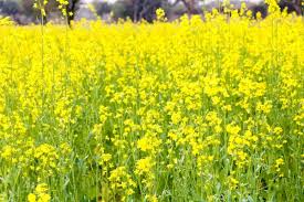 In this video i am growing 3 different types of mustard. How To Grow Mustard Greens Brassica Juncea Gardening Channel
