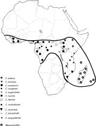 Image result for Coffea mufindiensis