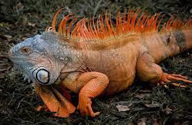 Orange Iguana By Luis Manuel 500px Iguana Iguana Pet Lizard Species