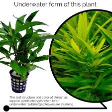 Image result for Hygrophila pobeguinii