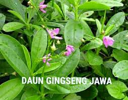 Check spelling or type a new query. Daun Gingseng Jawa Kim Gundih Sejahtera