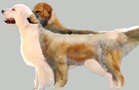 Maybe you would like to learn more about one of these? English Golden Retrievers Natural History