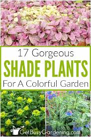 Maybe you would like to learn more about one of these? 17 Colorful Gorgeous Plants Made For The Shade