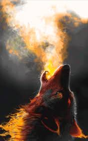 In this category, you will find awesome wolves images and animated wolves gifs! 220 Wolf Gifs Ideas Wolf Beautiful Wolves Wolf Pictures
