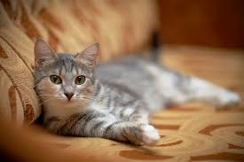 It's almost impossible to carry a cat to your office and expect it to remain inactive. Cats Vs Dogs Which Is The Best Pet For Me Hill S Pet