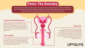 Image result for penis mycosis symptoms