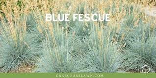Will quinkill max hurt the lawn grass if you spray the whole lawn. 8 Grass Weeds That Look Like Grass Kill These Not Those Cg Lawn