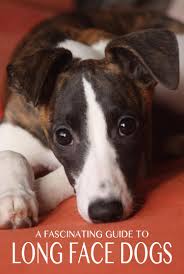 Maybe you would like to learn more about one of these? Long Face Dog Fascinating Facts About Dolichocephalic Dog Breeds