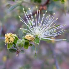 Image result for Maerua nervosa