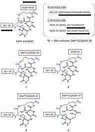 Design And Properties Of Met35 O A 42 Lactam Asp23 Lys28