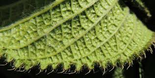 Image result for Alepidea amatymbica