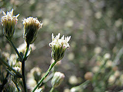 Image result for Microcharis