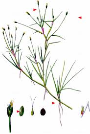 Image result for Isolepis fluitans