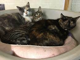 Petting the handsome fella at the independent cat society. Independent Cat Society Reviews And Ratings Westville In Donate Volunteer Review Greatnonprofits
