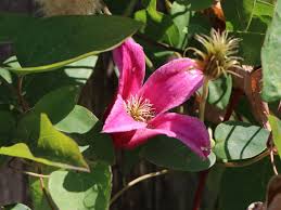 We did not find results for: Clematis Princess Of Wales Princess Diana Clematis Texensis Princess Of Wales Princess Diana Baumschule Horstmann