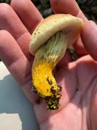 Image result for Boletus projectelloides