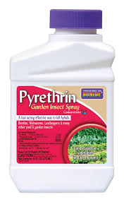 Image result for Pyrethrin