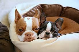 Black And White Boston Terrier Pictures Awwww Boston Terriers That Look Almost Just Like My Two Clover The Red One And Ruby The Black And White One Boston Terrier Boston Terrier Dog Terrier