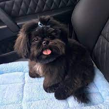 Shih Tzu Puppies For Sale Near Me Sunnybelle Shih Tzu In Texas Shih Tzu Puppy Shitzu Puppies Shih Tzu Dog